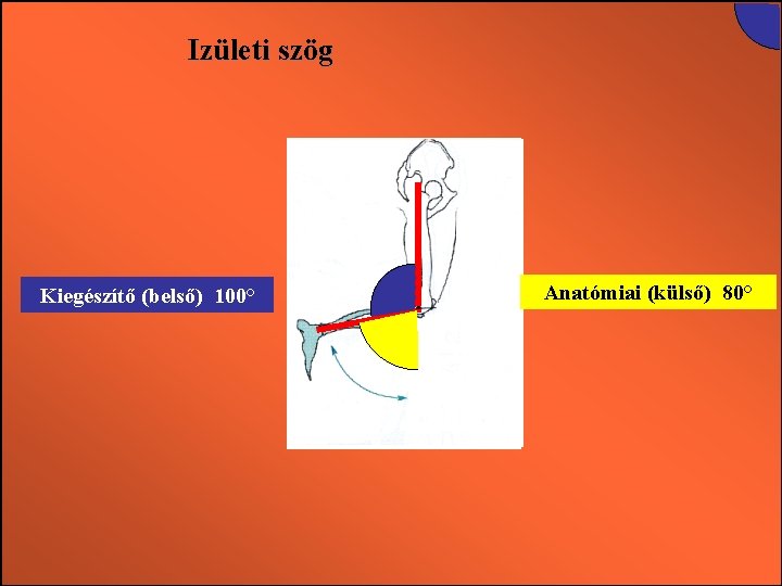 Izületi szög Kiegészítő (belső) 180° 100° Anatómiai(külső) 80° 0° 