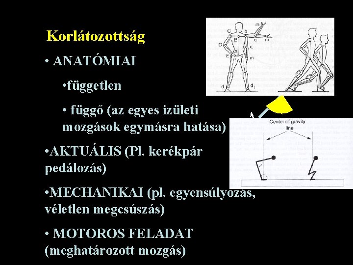 Korlátozottság • ANATÓMIAI • független • függő (az egyes izületi mozgások egymásra hatása) •