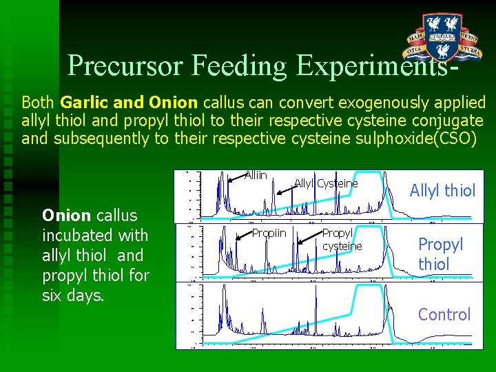 Precursor Feeding Experiments. Both Garlic and Onion callus can convert exogenously applied allyl thiol