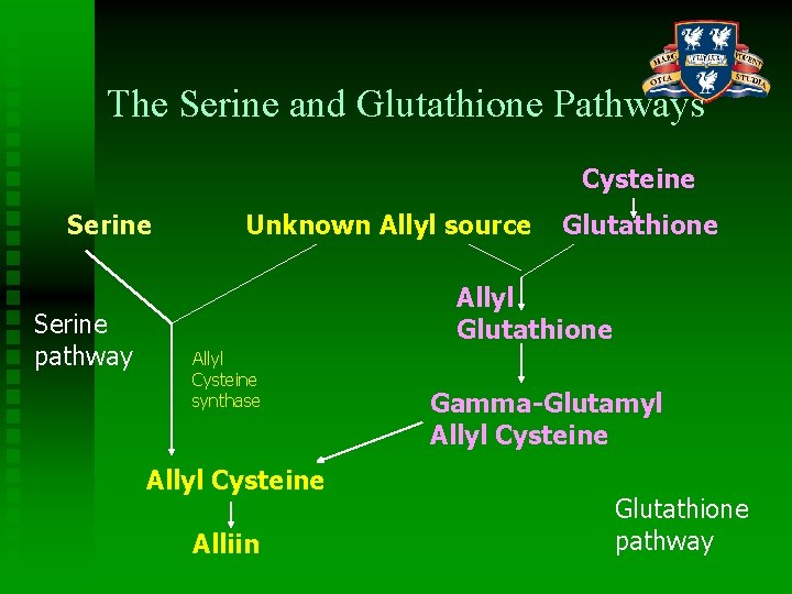The Serine and Glutathione Pathways Cysteine Serine Unknown Allyl source Glutathione Allyl Glutathione Serine
