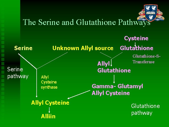 The Serine and Glutathione Pathways Cysteine Serine Unknown Allyl source Glutathione Allyl Glutathione Serine