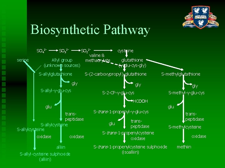 Biosynthetic Pathway SO 42 serine SO 32 - Allyl group (unknown sources) SO 22