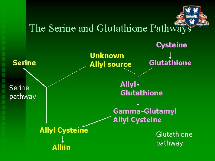 The Serine and Glutathione Pathways Cysteine Unknown Allyl source Serine Glutathione Allyl Glutathione Serine