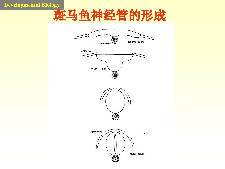 Developmental Biology 斑马鱼神经管的形成 