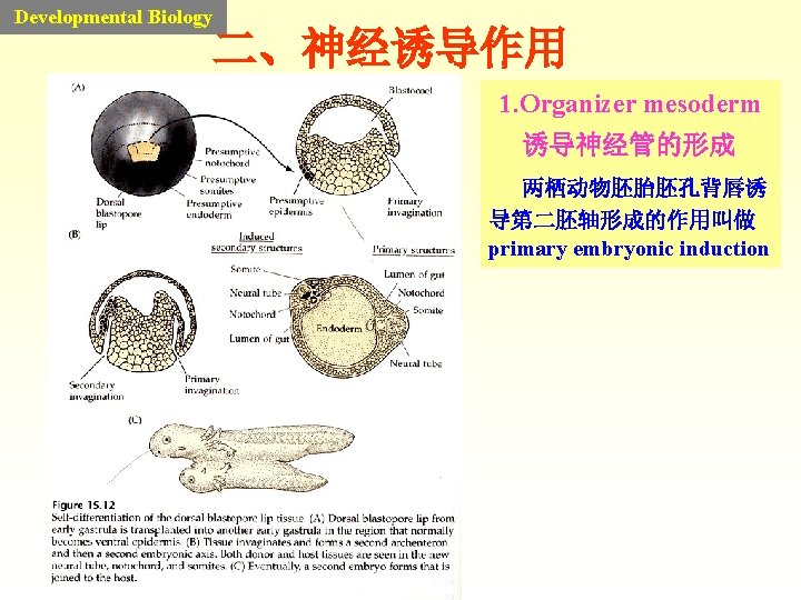 Developmental Biology 二、神经诱导作用 1. Organizer mesoderm 诱导神经管的形成 两栖动物胚胎胚孔背唇诱 导第二胚轴形成的作用叫做 primary embryonic induction Developmental Biology 二、神经诱导作用 1. Organizer mesoderm 诱导神经管的形成 两栖动物胚胎胚孔背唇诱 导第二胚轴形成的作用叫做 primary embryonic induction
