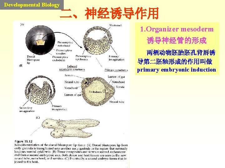 Developmental Biology 二、神经诱导作用 1. Organizer mesoderm 诱导神经管的形成 两栖动物胚胎胚孔背唇诱 导第二胚轴形成的作用叫做 primary embryonic induction 