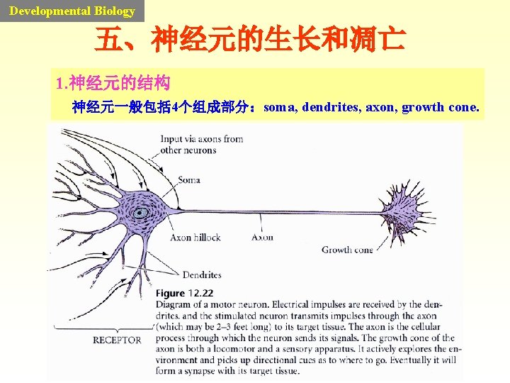 Developmental Biology 五、神经元的生长和凋亡 1. 神经元的结构 神经元一般包括 4个组成部分：soma, dendrites, axon, growth cone. 