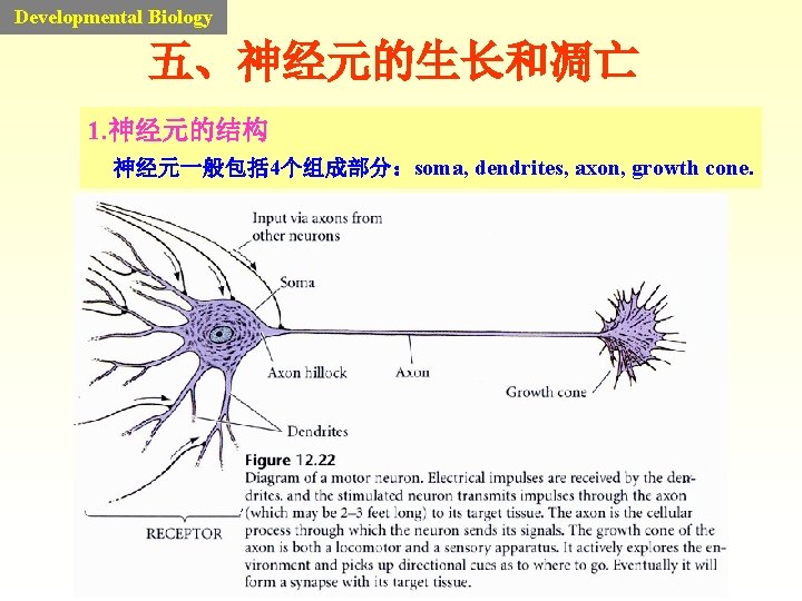 Developmental Biology 五、神经元的生长和凋亡 1. 神经元的结构 神经元一般包括 4个组成部分:soma, dendrites, axon, growth cone. Developmental Biology 五、神经元的生长和凋亡 1. 神经元的结构 神经元一般包括 4个组成部分:soma, dendrites, axon, growth cone.