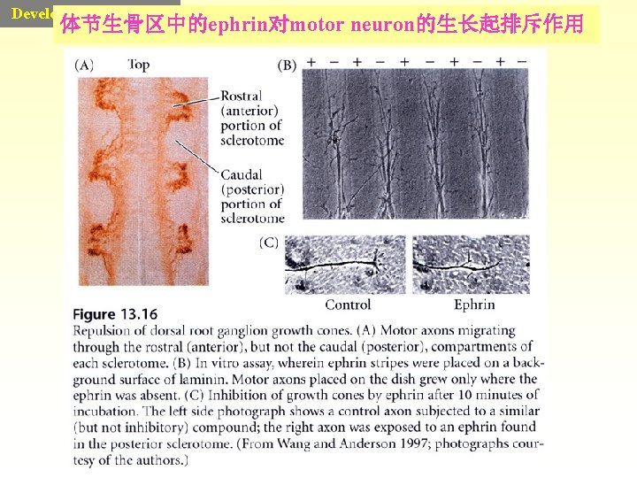 Developmental Biology 体节生骨区中的ephrin对motor neuron的生长起排斥作用 