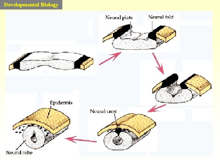 Developmental Biology Developmental Biology