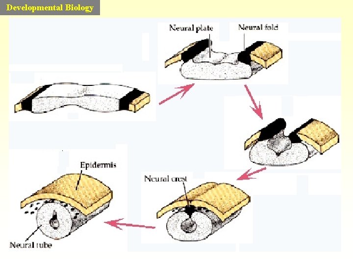 Developmental Biology 