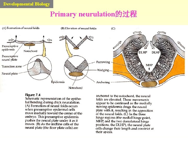 Developmental Biology Primary neurulation的过程 Developmental Biology Primary neurulation的过程
