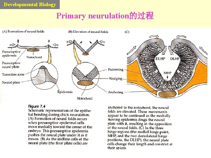 Developmental Biology Primary neurulation的过程 