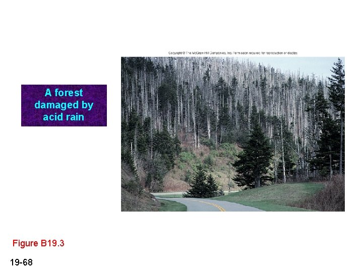 A forest damaged by acid rain Figure B 19. 3 19 -68 A forest damaged by acid rain Figure B 19. 3 19 -68