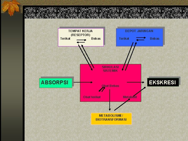 TEMPAT KERJA (RESEPTOR) Terikat Bebas DEPOT JARINGAN Terikat Bebas SIRKULASI SISTEMIK ABSORPSI Obat Bebas
