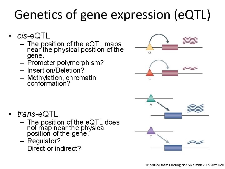 Genetics of gene expression (e. QTL) • cis-e. QTL – The position of the