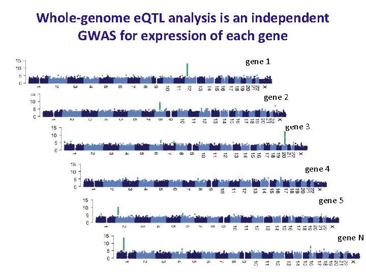 Whole-genome e. QTL analysis is an independent GWAS for expression of each gene 1