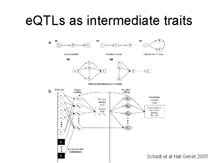 e. QTLs as intermediate traits Schadt et al Nat Genet 2005 