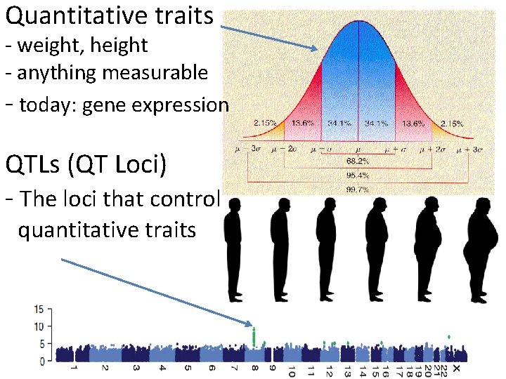 Quantitative traits - weight, height - anything measurable - today: gene expression QTLs (QT