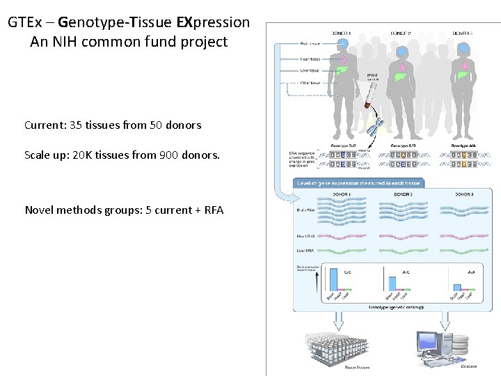 GTEx – Genotype-Tissue EXpression An NIH common fund project Current: 35 tissues from 50