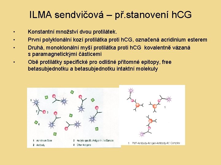 ILMA sendvičová – př. stanovení h. CG • • Konstantní množství dvou protilátek. První ILMA sendvičová – př. stanovení h. CG • • Konstantní množství dvou protilátek. První