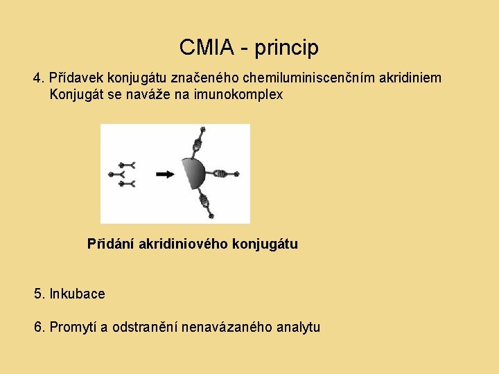 CMIA - princip 4. Přídavek konjugátu značeného chemiluminiscenčním akridiniem Konjugát se naváže na imunokomplex CMIA - princip 4. Přídavek konjugátu značeného chemiluminiscenčním akridiniem Konjugát se naváže na imunokomplex