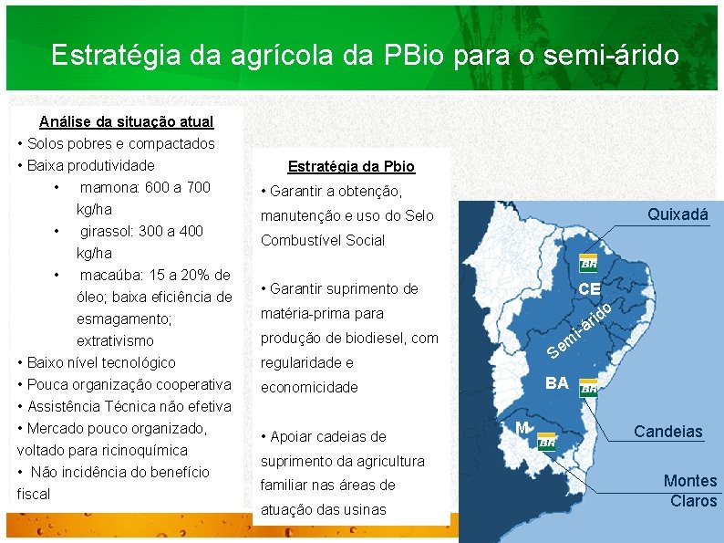 Estratégia da agrícola da PBio para o semi-árido Análise da situação atual • Solos