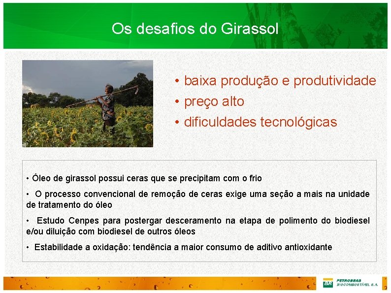 Os desafios do Girassol • baixa produção e produtividade • preço alto • dificuldades