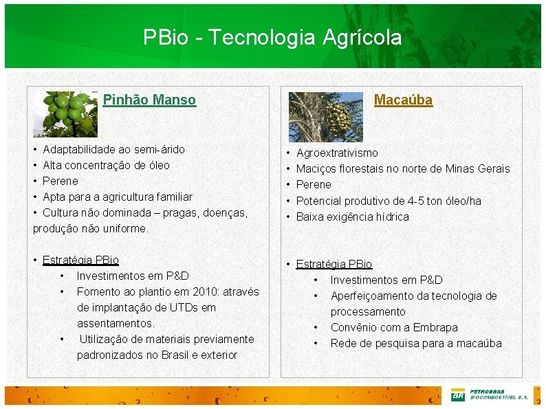 PBio - Tecnologia Agrícola Pinhão Manso Macaúba • Adaptabilidade ao semi-árido • Alta concentração