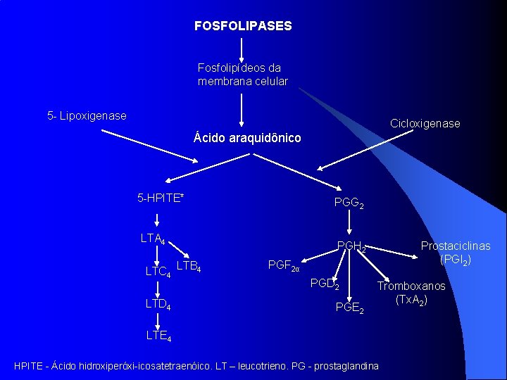 FOSFOLIPASES Fosfolipídeos da membrana celular 5 - Lipoxigenase Cicloxigenase Ácido araquidônico 5 -HPITE* PGG