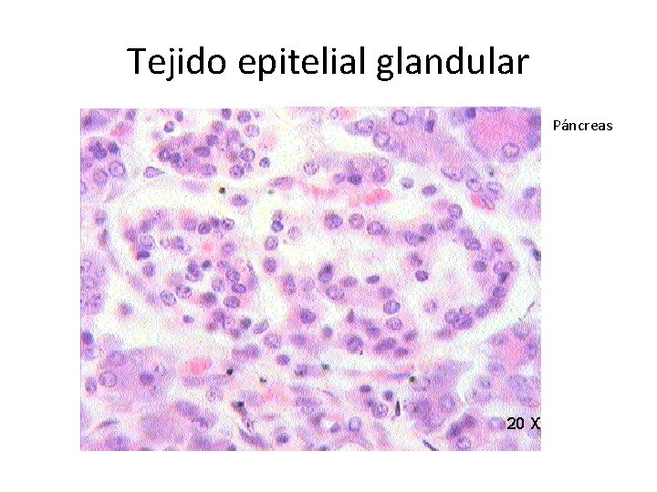 Tejido epitelial glandular Páncreas 
