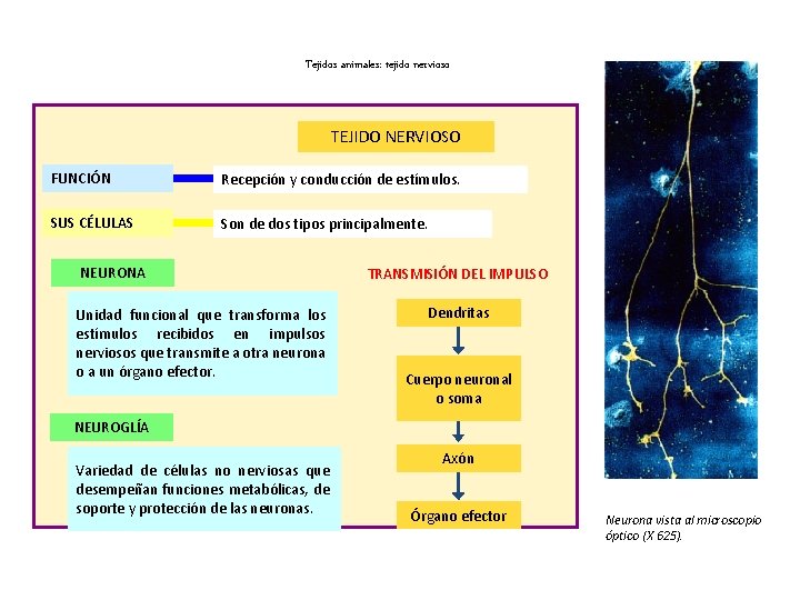 Tejidos animales: tejido nervioso TEJIDO NERVIOSO FUNCIÓN Recepción y conducción de estímulos. SUS CÉLULAS