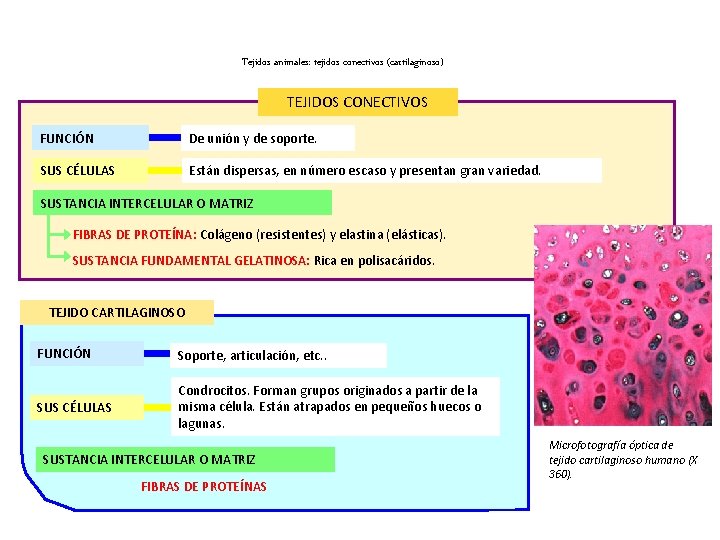 Tejidos animales: tejidos conectivos (cartilaginoso) TEJIDOS CONECTIVOS FUNCIÓN De unión y de soporte. SUS
