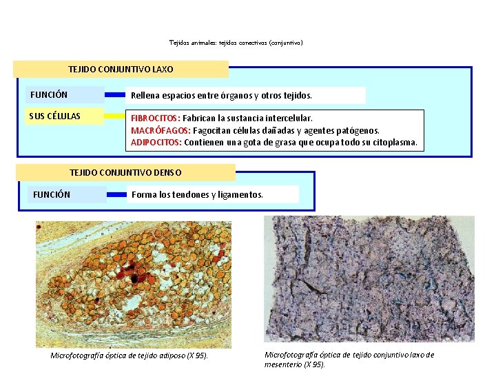 Tejidos animales: tejidos conectivos (conjuntivo) TEJIDO CONJUNTIVO LAXO FUNCIÓN Rellena espacios entre órganos y