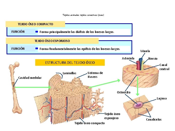 Tejidos animales: tejidos conectivos (óseo) TEJIDO ÓSEO COMPACTO FUNCIÓN Forma principalmente las diáfisis de