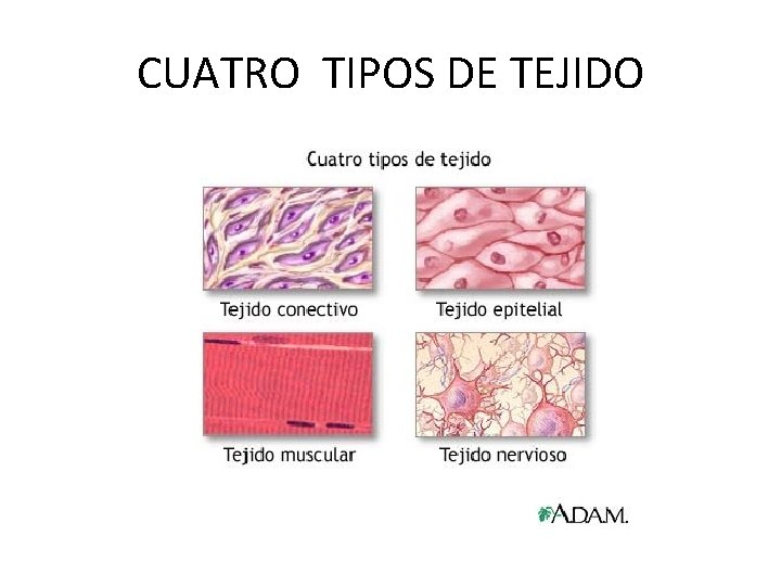 CUATRO TIPOS DE TEJIDO 