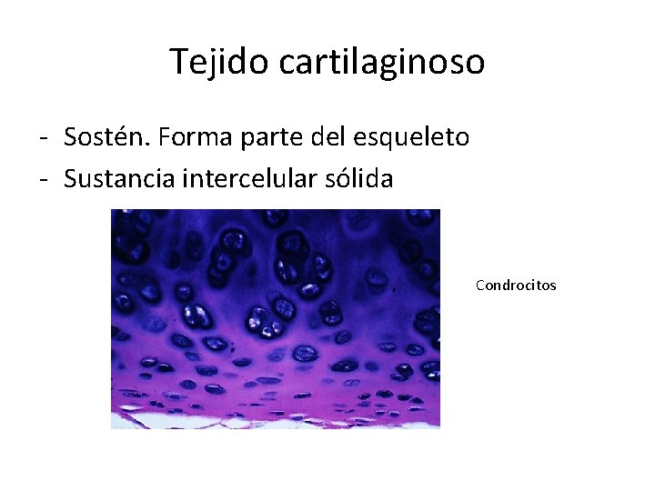 Tejido cartilaginoso - Sostén. Forma parte del esqueleto - Sustancia intercelular sólida Condrocitos 