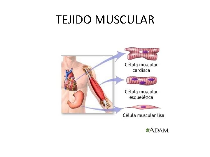 TEJIDO MUSCULAR 