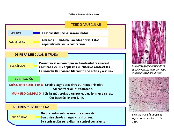 Tejidos animales: tejido muscular TEJIDO MUSCULAR FUNCIÓN Responsables de los movimientos. SUS CÉLULAS Alargadas.