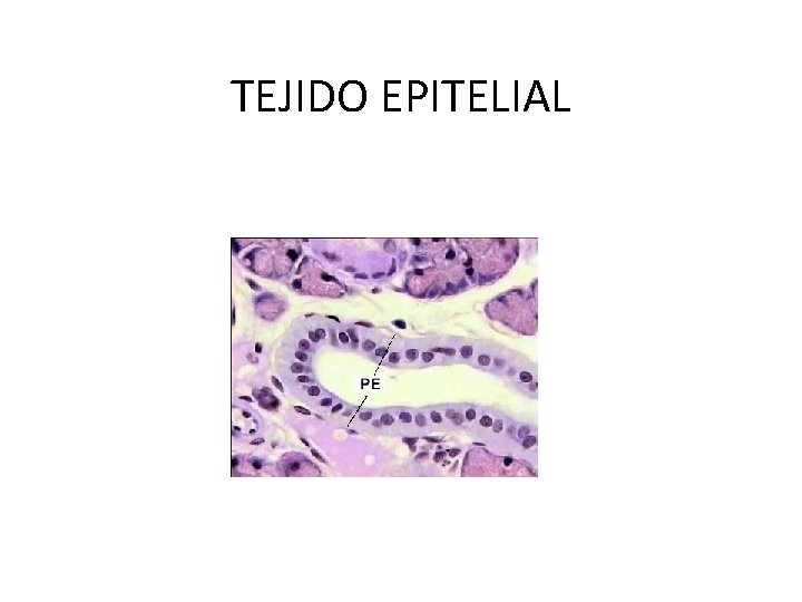 TEJIDO EPITELIAL 