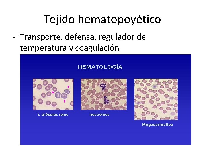 Tejido hematopoyético - Transporte, defensa, regulador de temperatura y coagulación 