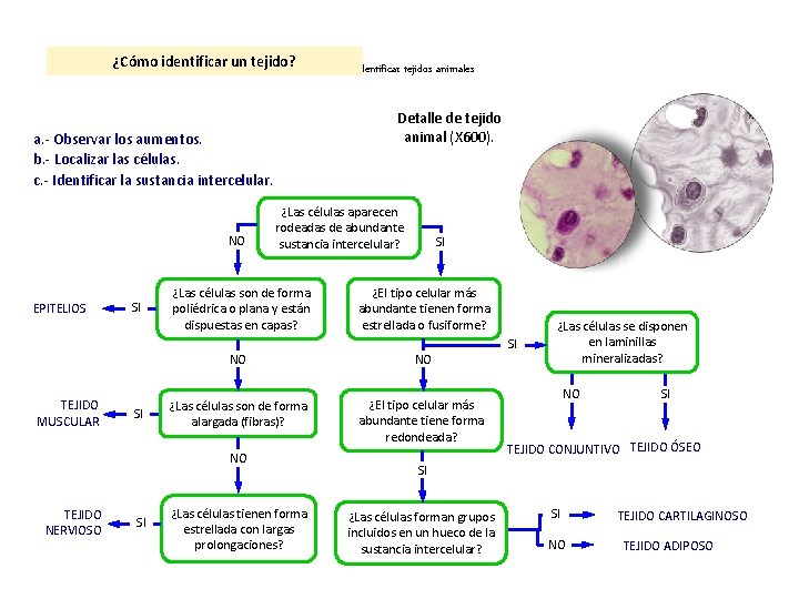 ¿Cómo identificar un tejido? Diagrama para identificar tejidos animales Detalle de tejido animal (X