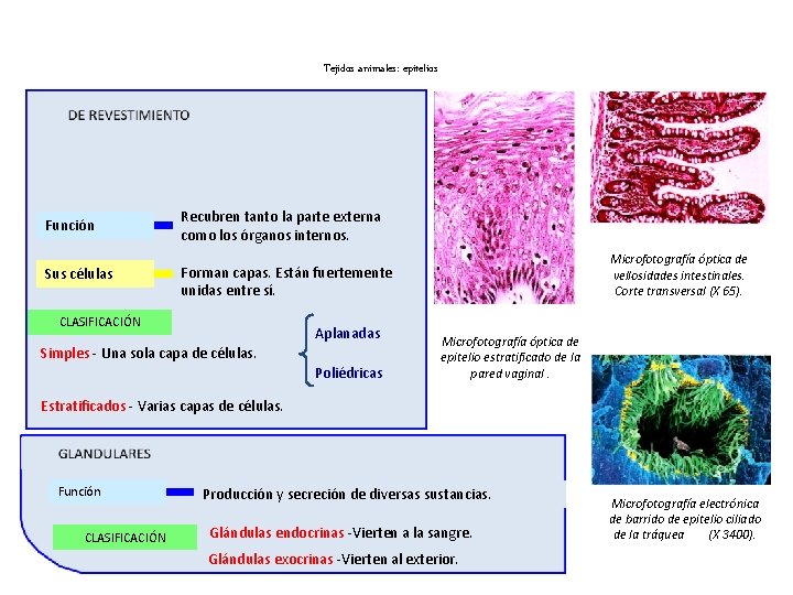 Tejidos animales: epitelios Función Sus células Recubren tanto la parte externa como los órganos