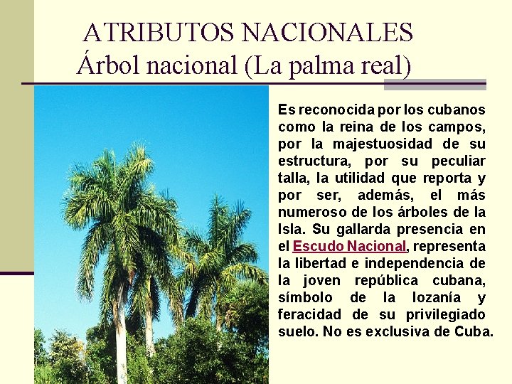 ATRIBUTOS NACIONALES Árbol nacional (La palma real) Es reconocida por los cubanos como la