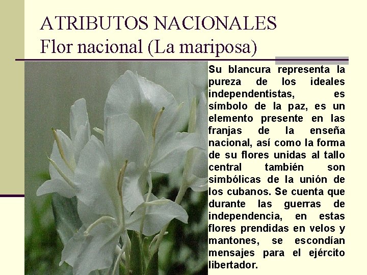 ATRIBUTOS NACIONALES Flor nacional (La mariposa) Su blancura representa la pureza de los ideales