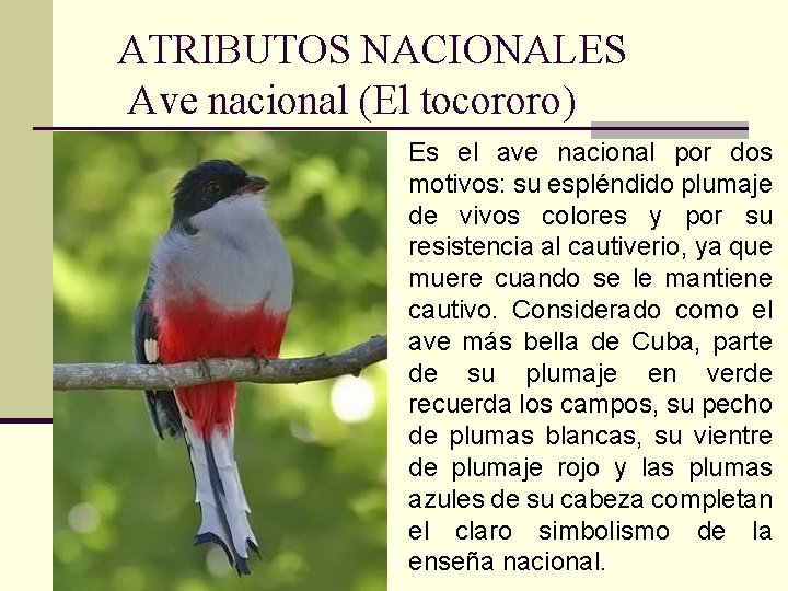ATRIBUTOS NACIONALES Ave nacional (El tocororo) Es el ave nacional por dos motivos: su