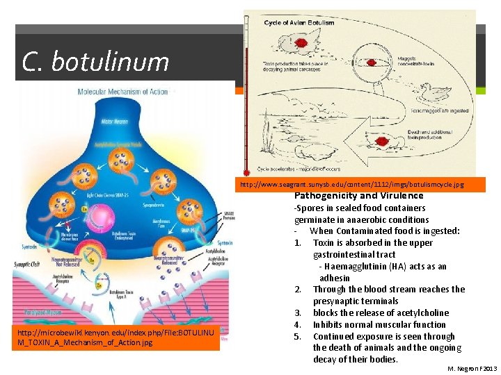 C. botulinum http: //www. seagrant. sunysb. edu/content/1112/imgs/botulismcycle. jpg Pathogenicity and Virulence http: //microbewiki. kenyon.