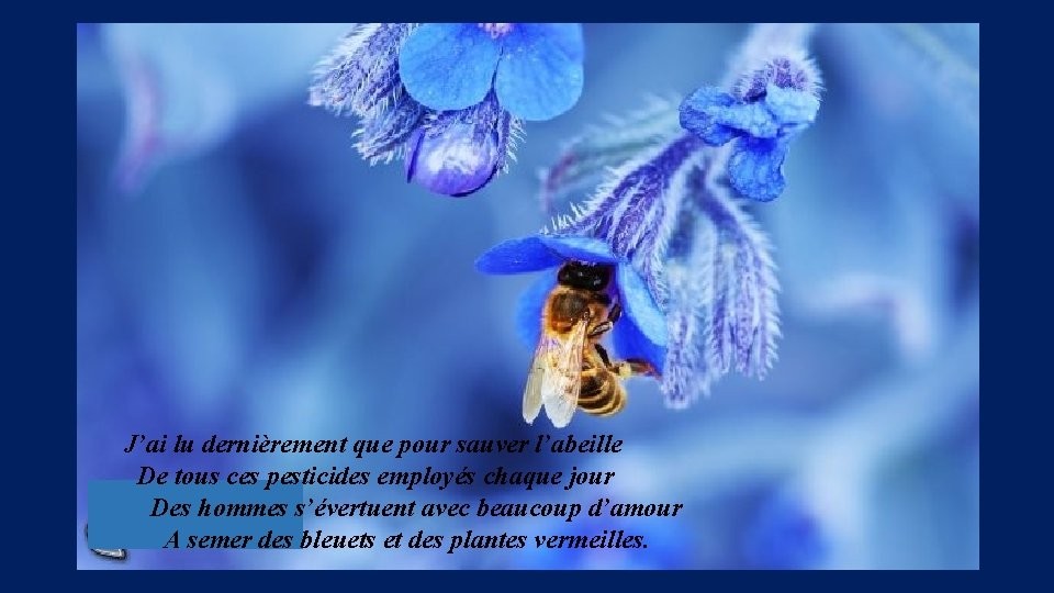 J’ai lu dernièrement que pour sauver l’abeille De tous ces pesticides employés chaque jour