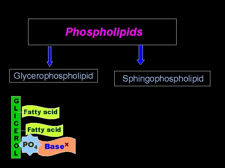 Phospholipids Glycerophospholipid G L Fatty acid I C E Fatty acid R O PO