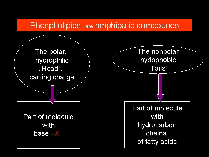 Phospholipids The polar, hydrophilic „Head”, carring charge Part of molecule with base –X are
